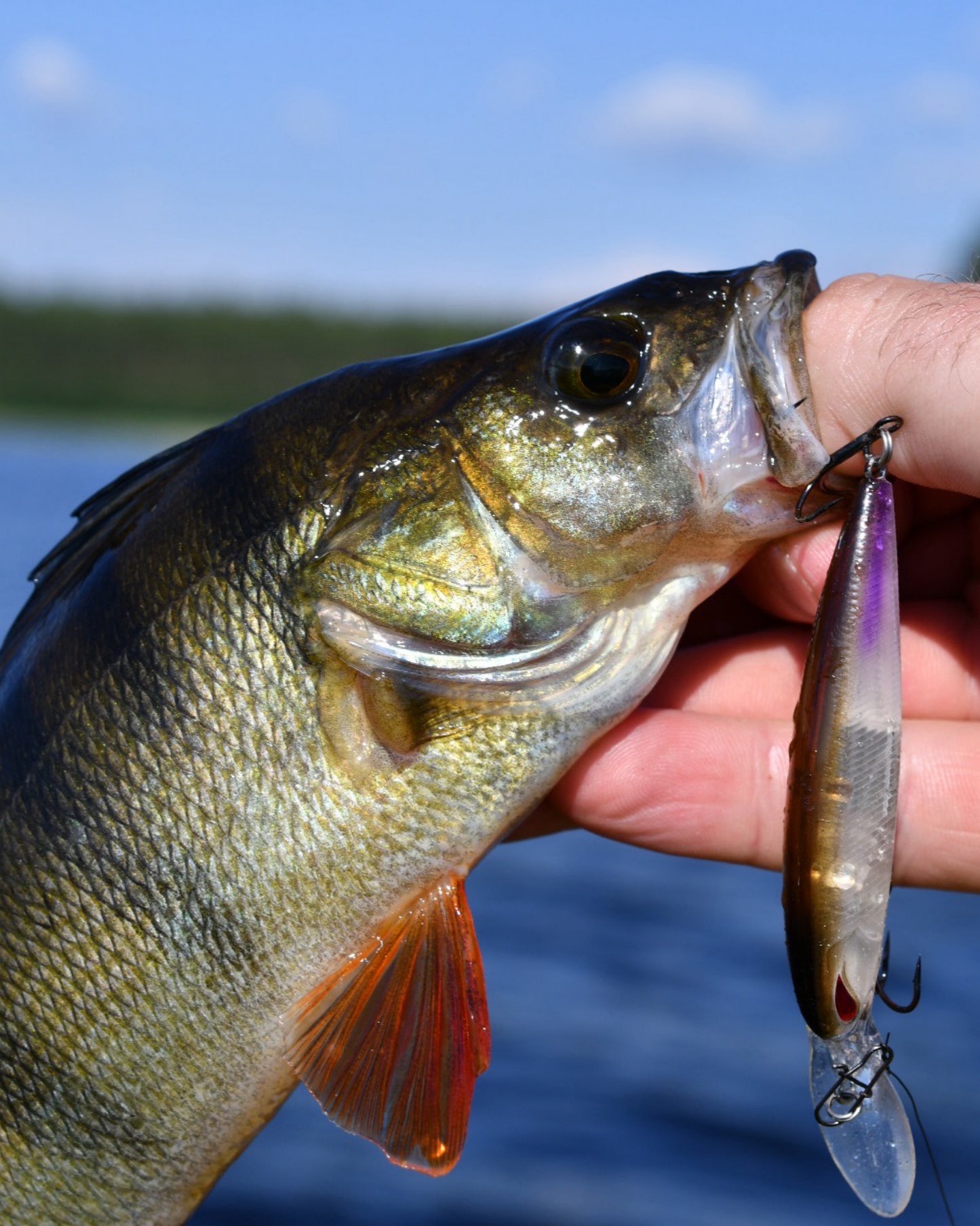 Nories Laydown Minnow Deep Just Wakasagi