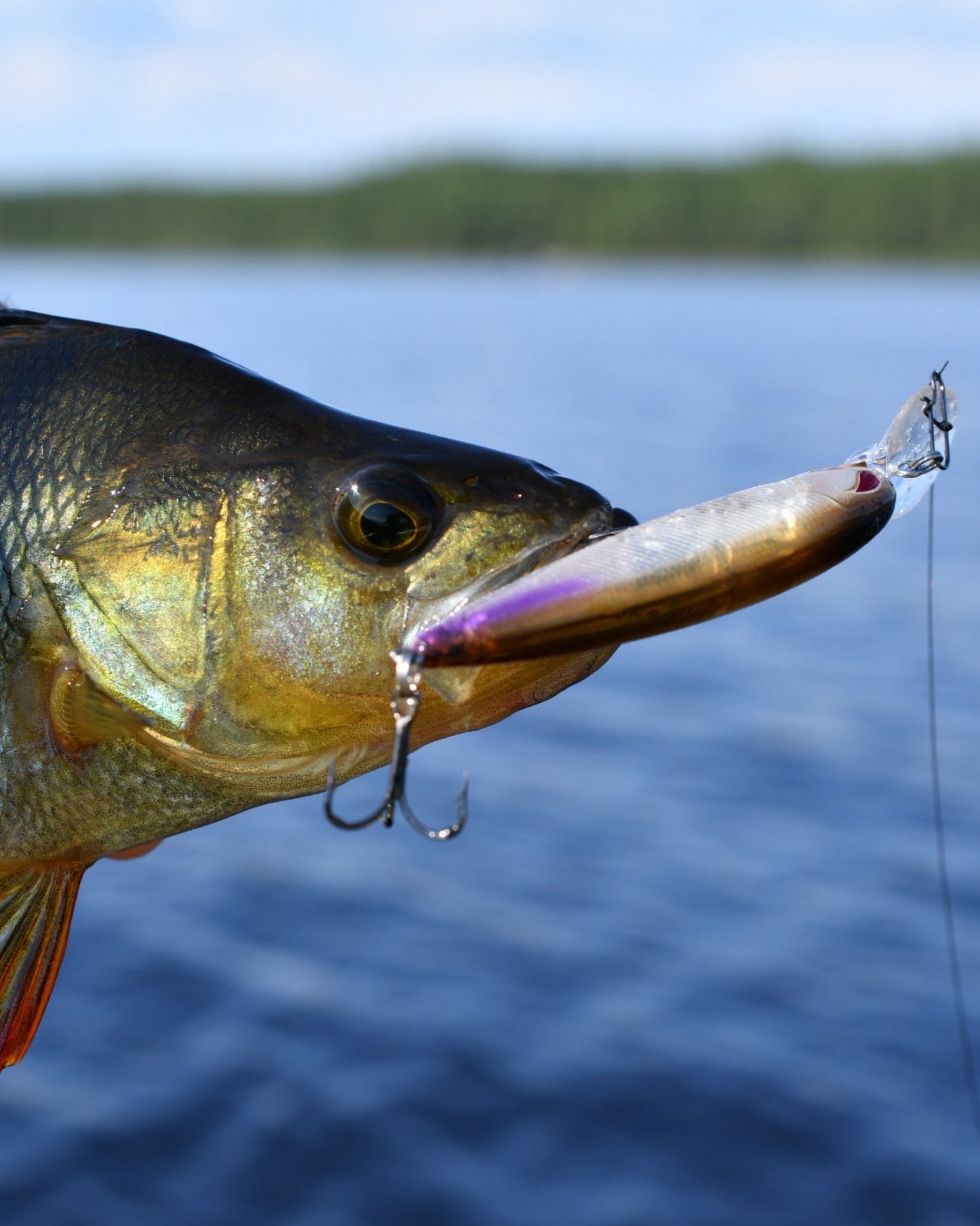 Nories Laydown Minnow Deep Just Wakasagi