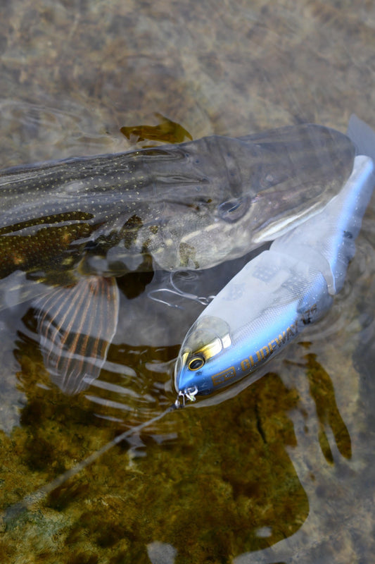 Harte Bisse im Flachwasser: Hechtangeln im Frühling