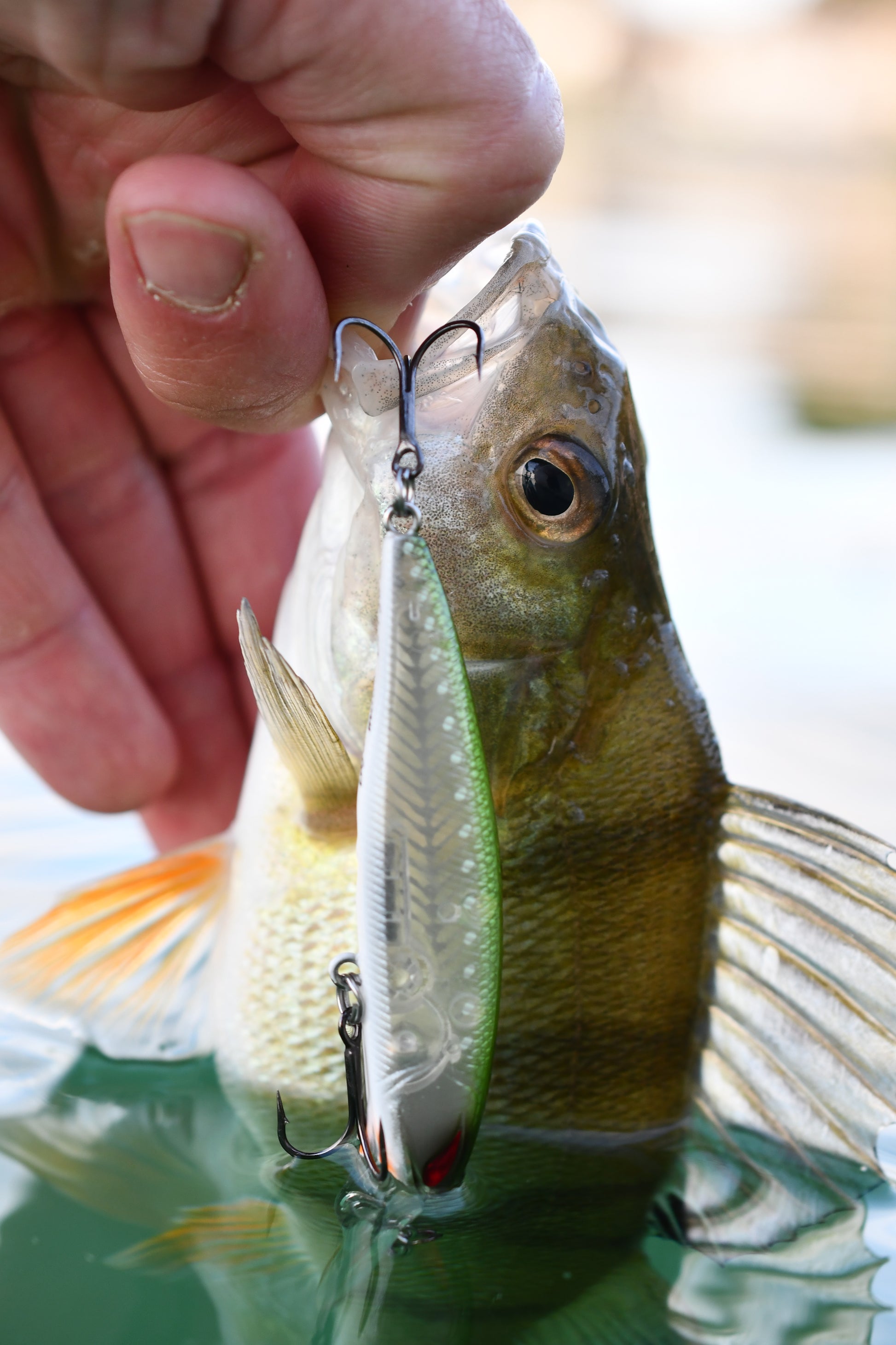 Der Nories Laydown Minnow Deep Just Wakasagi ist ein perfekter Wobbler für das Angeln auf Barsche 