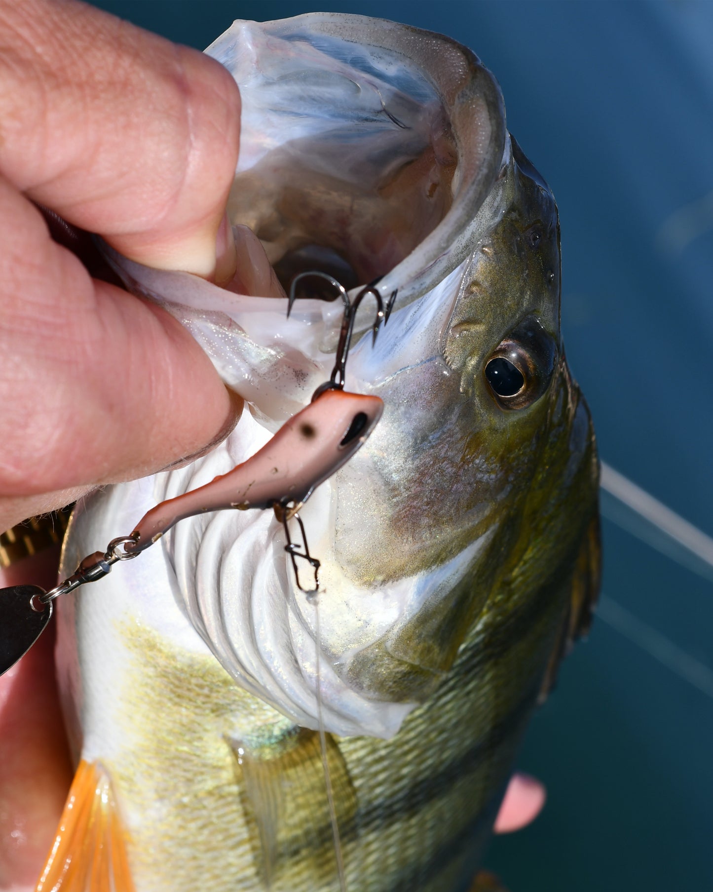 Nories In The Bait Bass 7g