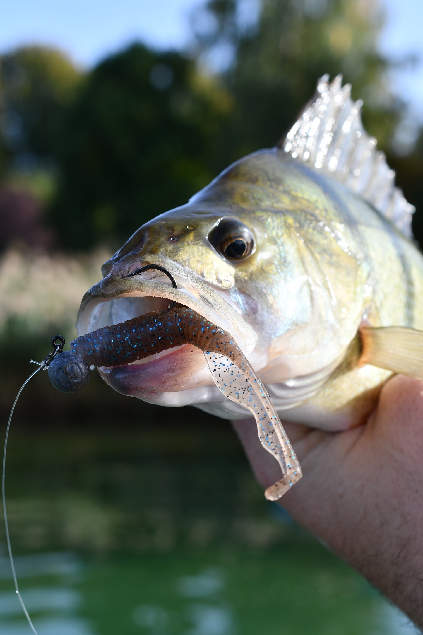 Hooksport Dropned Shad