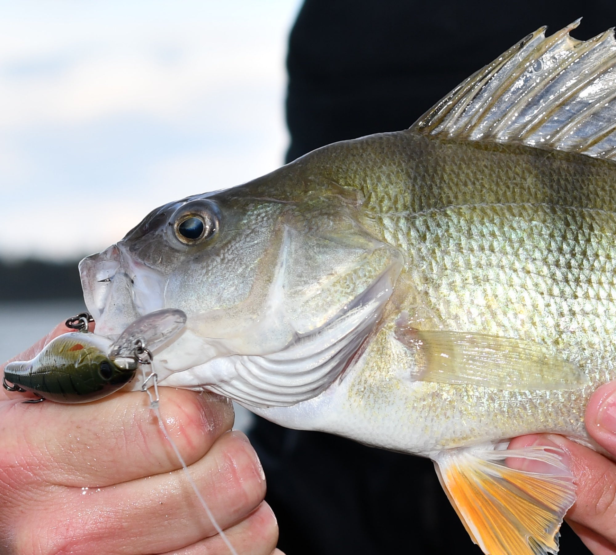 Ecogear SX 60F – Nimi Tackle
