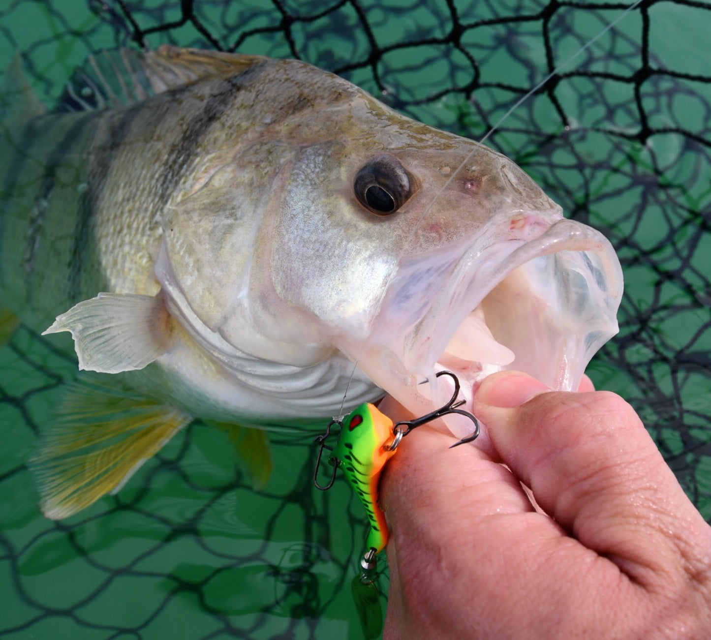 Nories In The Bait Bass 7g