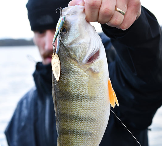Nories In The Bait Bass 12g