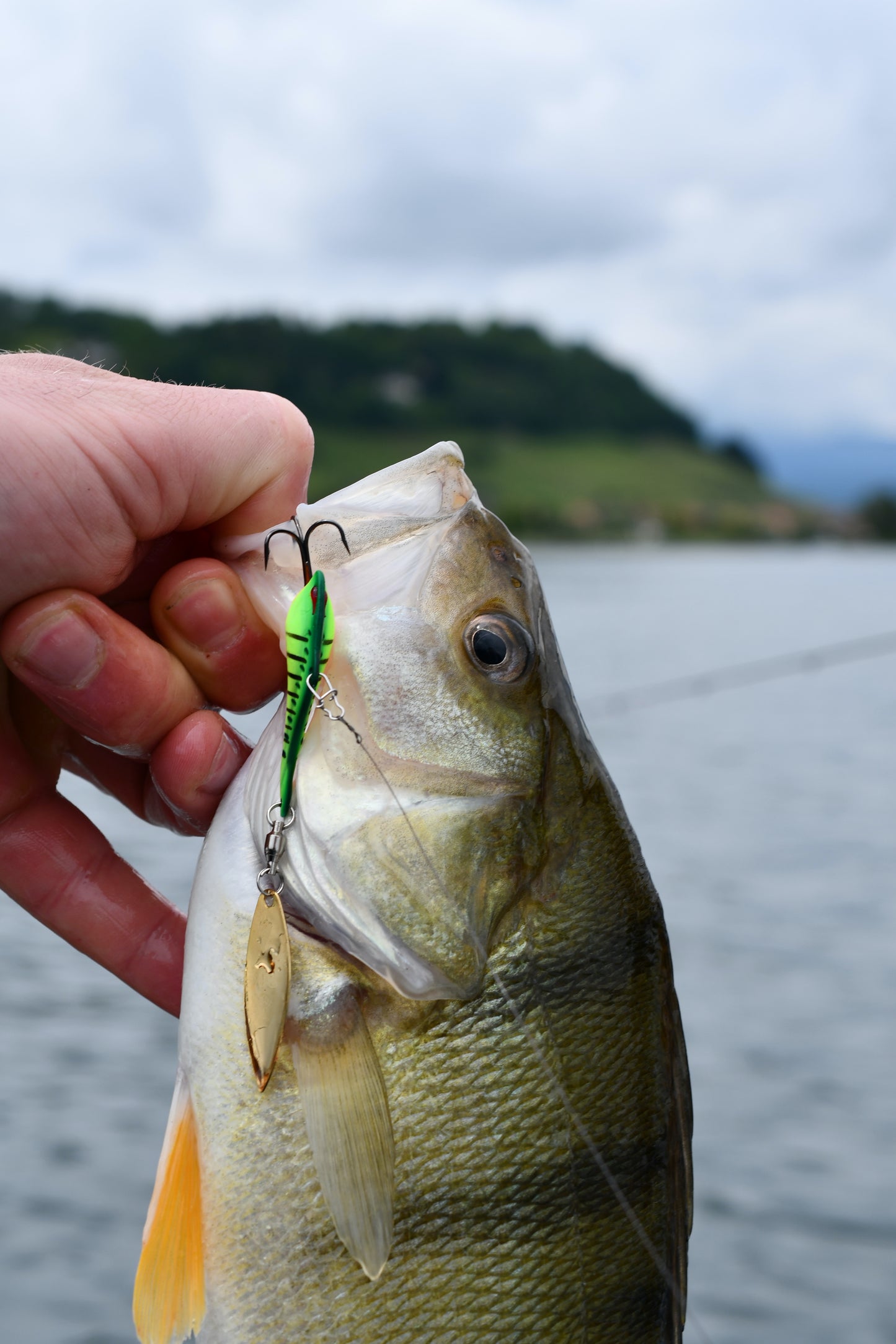 Nories In The Bait Bass 7g