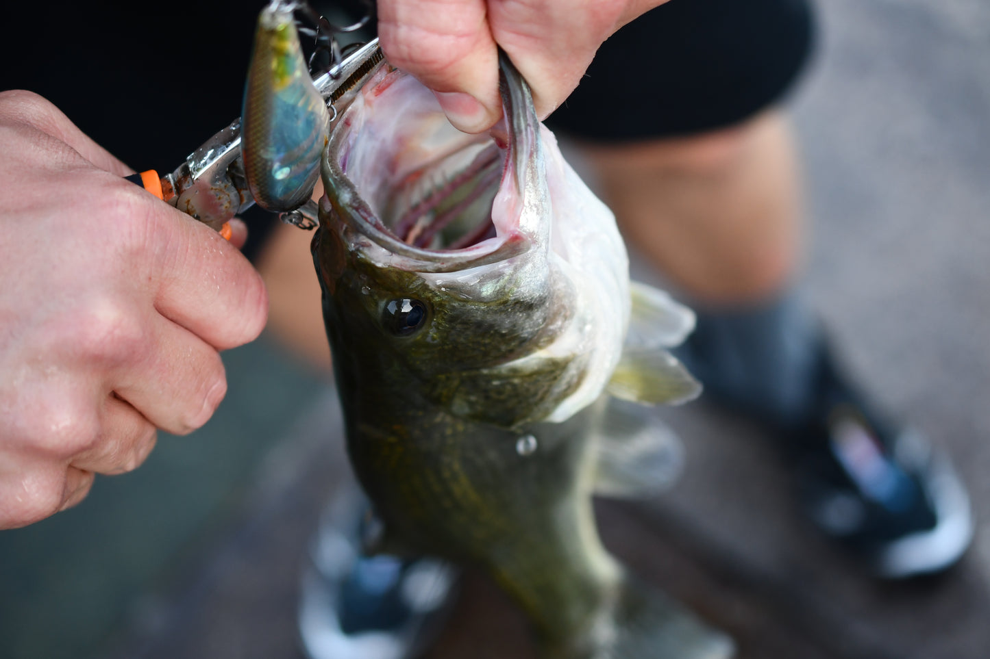 Nories Complete Flat 68